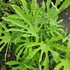 Kép 1/6 - Fatsia polycarpa 'Green Fingers'