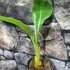 Kép 2/6 - Musella lasiocarpa