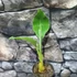 Kép 4/6 - Musella lasiocarpa