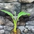 Kép 1/6 - Musella lasiocarpa