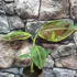 Kép 10/17 - Musa sumatrana Zebrina
