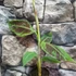 Kép 15/17 - Musa sumatrana Zebrina