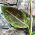 Kép 17/17 - Musa sumatrana Zebrina