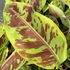Kép 1/17 - Musa sumatrana Zebrina