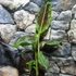Kép 14/17 - Musa sumatrana Zebrina