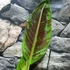 Kép 8/17 - Musa sumatrana Zebrina