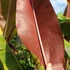 Kép 9/17 - Musa sumatrana Zebrina