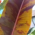 Kép 13/17 - Musa sumatrana Zebrina