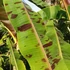 Kép 6/17 - Musa sumatrana Zebrina