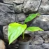 Kép 10/13 - Musa Velutina Pink