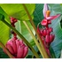 Kép 12/13 - Musa Velutina Pink