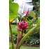 Kép 2/13 - Musa Velutina Pink