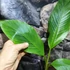 Kép 5/13 - Musa Velutina Pink