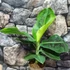 Kép 11/19 - Musa Tropicana - ehető termésű törpe banán