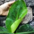 Kép 10/19 - Musa Tropicana - ehető termésű törpe banán