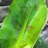 Kép 9/19 - Musa Tropicana - ehető termésű törpe banán