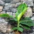 Kép 7/19 - Musa Tropicana - ehető termésű törpe banán