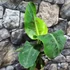 Kép 6/19 - Musa Tropicana - ehető termésű törpe banán