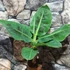 Kép 2/19 - Musa Tropicana - ehető termésű törpe banán