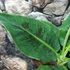 Kép 4/19 - Musa Tropicana - ehető termésű törpe banán