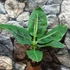 Kép 3/19 - Musa Tropicana - ehető termésű törpe banán