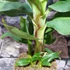 Kép 16/19 - Musa Tropicana - ehető termésű törpe banán
