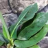 Kép 14/19 - Musa Tropicana - ehető termésű törpe banán