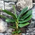 Kép 13/19 - Musa Tropicana - ehető termésű törpe banán