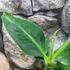 Kép 18/19 - Musa Tropicana - ehető termésű törpe banán