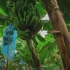 Musa Tropicana - ehető termésű törpe banán