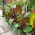 Kép 11/16 - Ensete ventricosum Maurelli - vörös abesszin banán, 1 levéllel, visszavágva