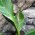 Kép 4/19 - Musa sp. 'Nono' - pink variegata