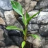 Kép 3/19 - Musa sp. 'Nono' - pink variegata