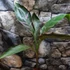Kép 16/19 - Musa sp. 'Nono' - pink variegata