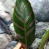 Kép 17/19 - Musa sp. 'Nono' - pink variegata
