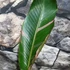 Kép 18/19 - Musa sp. 'Nono' - pink variegata