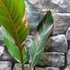 Kép 7/19 - Musa sp. 'Nono' - pink variegata