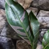 Kép 8/19 - Musa sp. 'Nono' - pink variegata