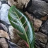 Kép 15/19 - Musa sp. 'Nono' - pink variegata
