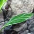 Kép 10/17 - Musa Florida Variegata - Tarka Florida banán