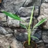 Kép 12/17 - Musa Florida Variegata - Tarka Florida banán