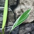 Kép 13/17 - Musa Florida Variegata - Tarka Florida banán