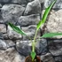 Kép 15/17 - Musa Florida Variegata - Tarka Florida banán