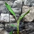 Kép 16/17 - Musa Florida Variegata - Tarka Florida banán