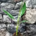 Kép 9/17 - Musa Florida Variegata - Tarka Florida banán