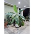 Kép 14/17 - Musa Florida Variegata - Tarka Florida banán