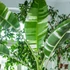 Kép 1/17 - Musa Florida Variegata - Tarka Florida banán