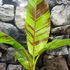 Kép 2/5 - Musa sikkimensis 'Ever Red'