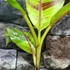 Kép 3/5 - Musa sikkimensis 'Ever Red'