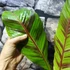 Kép 4/5 - Musa sikkimensis 'Ever Red'